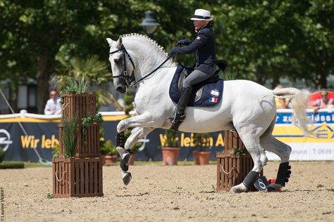 For France :Caroline Poyet brun & Mundo Working Equitation in the World Championship WAWE Austria 2014 ©Laurent Vilbert Lustiano Horses, Working Equitation, Stunning Horses, Horse Herd, Lusitano Horse, Horse Fly, White Horses, Horse Stuff, Horse Rider