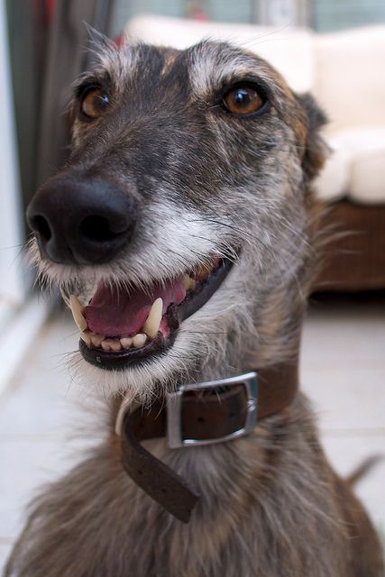 i luuuurve the lurcher smile. via Daisy, my brindle lurcher by PenLlawen, via Flickr Nikon D5000, Larger Than Life, Irish Wolfhound, Smiling Dogs, Hound Dog, Happy Animals, Whippet, Happy Dogs, Beautiful Dogs