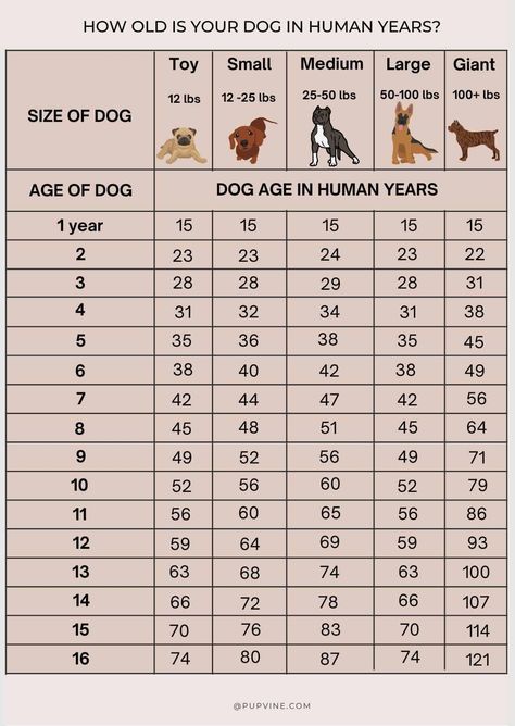 Dog Years Chart, Dog Age Chart, Dog Size Chart, Giant Dog Breeds, Toy Dog Breeds, Dog Ages, Giant Dogs, Dog Years, Poodle Puppy