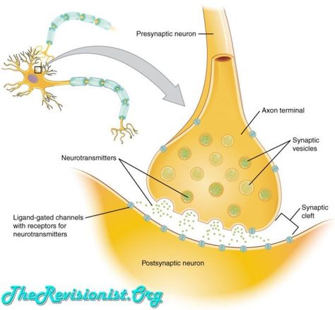 Neurotransmitters VS Neuromodulators - The Revisionist Chemical Synapse, Neuromuscular Junction, Scanning Electron Micrograph, Critical Thinking Questions, Teaching Biology, Studio Inspiration, Diagram Design, Information Processing, Cell Membrane