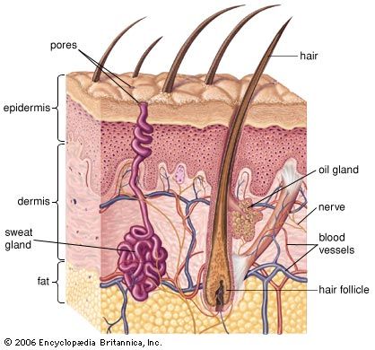 dermis: human skin Skin Anatomy, Integumentary System, Human Body Anatomy, Sweat Gland, Human Anatomy And Physiology, Body Organs, Medical Illustration, Body Systems, Anatomy And Physiology