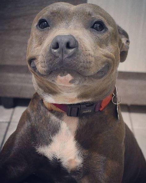 Their smiles are cute White Dog, Pitbull, Dogs, Wall, White