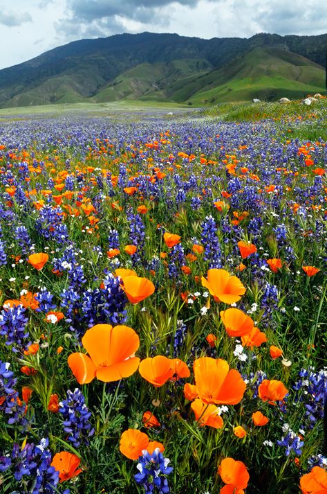 2009 California Spring Wildflowers Graham Owen Binding Spells, California Wildflowers, Spring Wildflowers, Spell Caster, California Poppy, Flowers Spring, Psychic Reading, Alam Semula Jadi, Flower Field