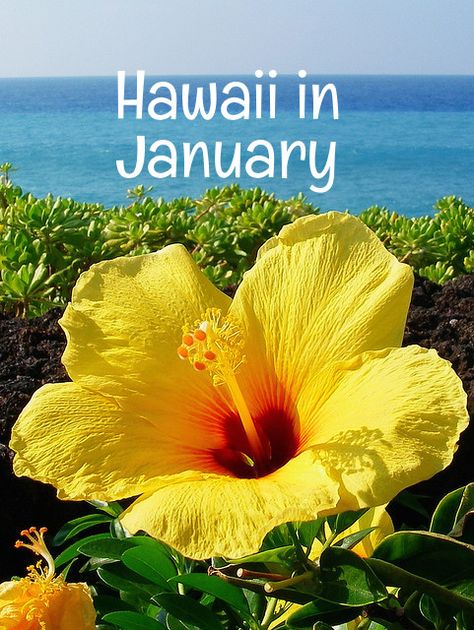 Hawaii In January, Cheap Beach Vacations, Where Is Bora Bora, Vacation In Hawaii, Lanai Island, Best Island Vacation, Fiji Travel, Visit Hawaii, Hawaiian Vacation