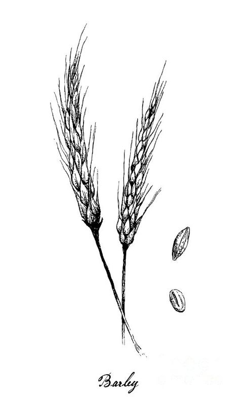 Wheat And Barley Tattoo, Barley Tattoo Ideas, Barley Embroidery, Wildflower And Barley Tattoo, Barley Drawing, Alfalfa Tattoo, Barley Illustration, Harvest Tattoo, Hay Tattoo