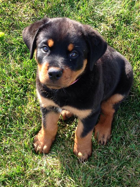 Rottweiler Dog Puppy, Puppy Care Tips, Cute Rottweiler, Rottweiler Breed, Puppy Mom, Cute Dogs Images, Bonding Activities, Cute Animals Puppies, Dog Training Techniques