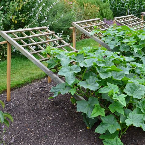 Homemade Trellis, Pallet Trellis, Growing Cucumbers Vertically, Vertical Trellis, Teepee Trellis, Vegetable Trellis, Cucumber Gardening, Cucumber Trellis, Trellis Ideas