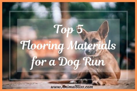 We suggest these flooring materials for a dog run for you to choose from to ensure your dog has a safe, healthy and comfortable environment. Foster Animals, Dog Run, Living With Dogs, Dog Advice, Cats Videos, Dog Area, Adorable Kittens, Cute Dog Photos, Dog Stories