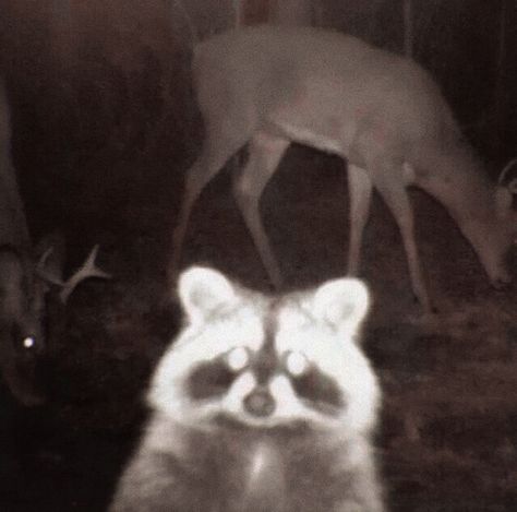 Racoon, Deer, Cars