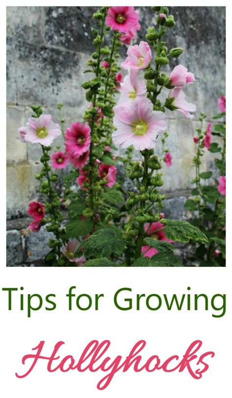 Growing Hollyhocks, Hollyhocks Flowers, Traditional Cottage, Cottage Gardens, Fall Garden, Have Inspiration, Beautiful Flowers Garden, Flowers Wallpaper, Pretty Plants