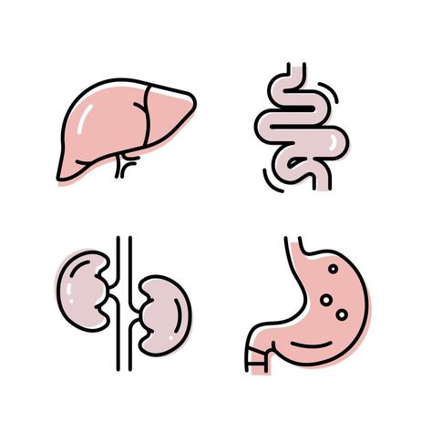 Intestines flat icon. Collection of outline symbols. Graphic Set of humans organs Liver Stomach Kidneys Intestines. Vector illustration on white background Intestines Illustration, Intestine Illustration, Stomach Logo, Stomach Illustration, Liver Illustration, Icon Tattoo, Human Organ, Overnight Oat, Data Design