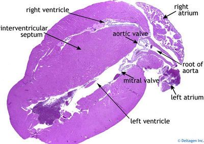 Heart (labels) - histology slide  This is a histology slide of the heart. Heart Histology, Histology Slides, Biology Lessons, Cardiology, Medical Students, Biology, Anatomy, Slides, Pie Chart