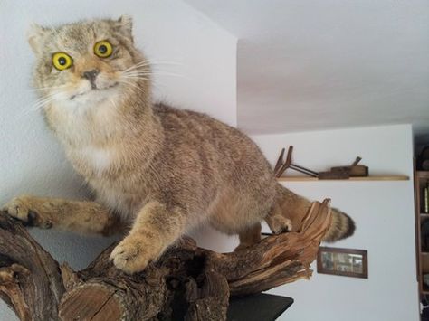 Then of cause there are the examples of taxidermy gone Wrong, so very...very wrong... Taxidermy Fails, Funny Taxidermy, Bad Taxidermy, Chinoiserie Chic, World Of Interiors, Cat Playing, Parkour, Animal Decor, Animal Sculptures