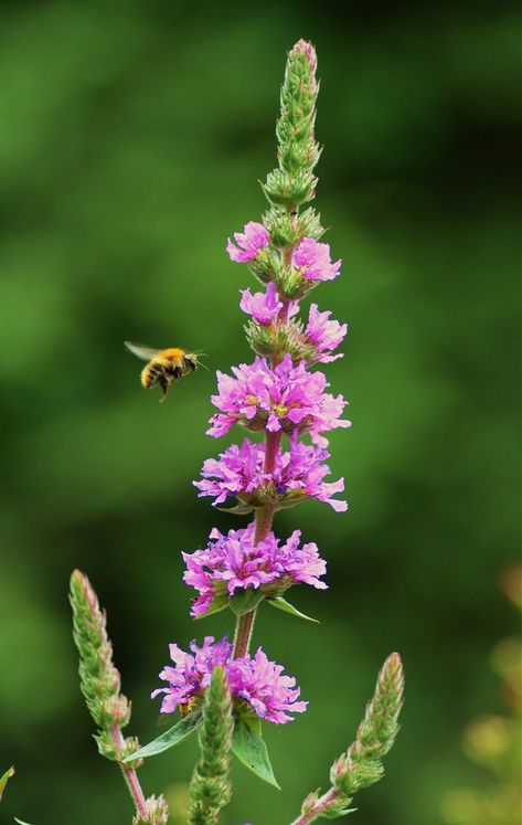 Purple Loosestrife Purple Loosestrife Plants, Loosestrife Flower, Bee Plants, Lythrum Salicaria, Purple Loosestrife, Flower Reference, Fern Tattoo, Bog Garden, Inspo Art