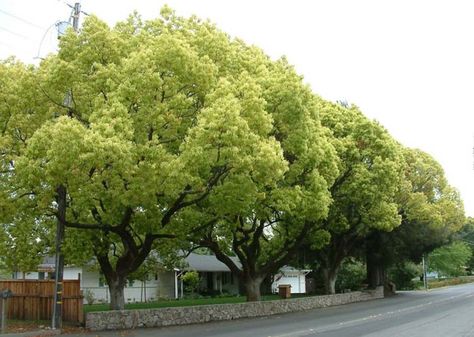 Plant photo of: Cinnamomum camphora Camphor Uses, Camphor Tree, Camphor Oil, Cinnamomum Camphora, Trees For Front Yard, Laurel Tree, Home Exterior Makeover, Exterior Makeover, School Garden