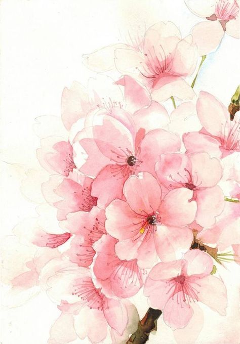 Found on Bing from www.pinterest.com Cherry Blossom Watercolor, Cherry Blossom Wallpaper, Watercolor Flower Background, Cherry Blossom Art, Blossoms Art, Flower Watercolor, Art Japonais, Flower Backgrounds, Art Watercolor