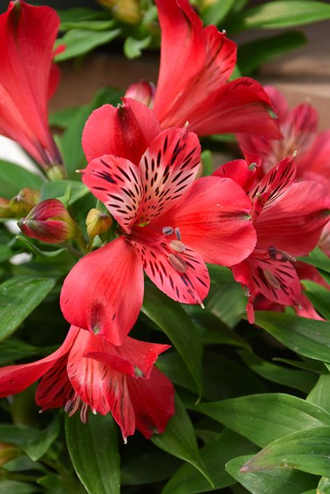 Inca Lily, Red Perennials, Peruvian Lily, Peruvian Lilies, Fairy Forest, Red Vases, House Landscaping, Full Size Photo, Outdoor Pots