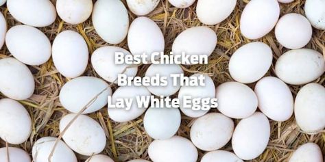 Top 7 Best Chicken Breeds That Lay White Eggs (with Images) White Chicken Breeds, Polish Chickens Breed, Small Chicken Breeds, Best Chicken Breeds, Buff Orpington Chickens, Leghorn Chickens, Polish Chicken, Best Egg Laying Chickens, Laying Chickens