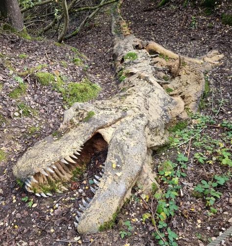 Dr Dean Lomax on Instagram: "Walking through the Bavarian woods yesterday and happened upon this decomposing T. rex. The fluffy little theropod was overjoyed with a free meal. Excellent taphonomy in action at Dinosaurier-Park Altmühltal.  #fossil #fossils #fossilhunter #paleontology #palaeontology #paleontologist #jurassic #dinosaur #jurassicpark #jurassicworld #prehistoric #ammonite #extinct #fossilhunting #trex #tyrannosaurus"