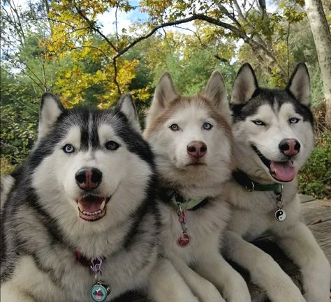 Pure Breed Dogs, Alaskan Husky, Cute Husky, Husky Mom, Dog Pee, Pretty Dogs, Snow Dogs, Husky Puppy, Wolf Dog