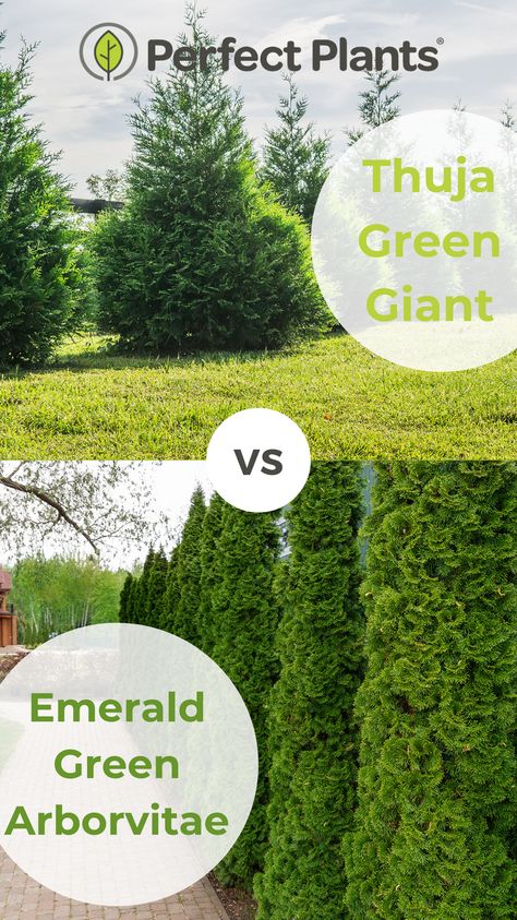 Thuja Green Giant or Emerald Green Arborvitae? Both plants offer unique qualities to consider. Thuja Green Giant is prized for its rapid growth and privacy screening abilities, while Emerald Green Arborvitae boasts a vibrant, compact form perfect for hedges or borders. To delve deeper into their characteristics and make an informed decision, be sure to check out our new blog post article. Discover more and find your favorite here, with Perfect Plants! Thuja Green Giant Privacy Screens, Thuja Green Giant Landscape Ideas, Green Giant Arborvitae Landscaping, Emerald Green Arborvitae Landscaping, Thuja Hedge, Thuja Emerald Green, Green Giant Tree, Emerald Arborvitae, Arborvitae Landscaping