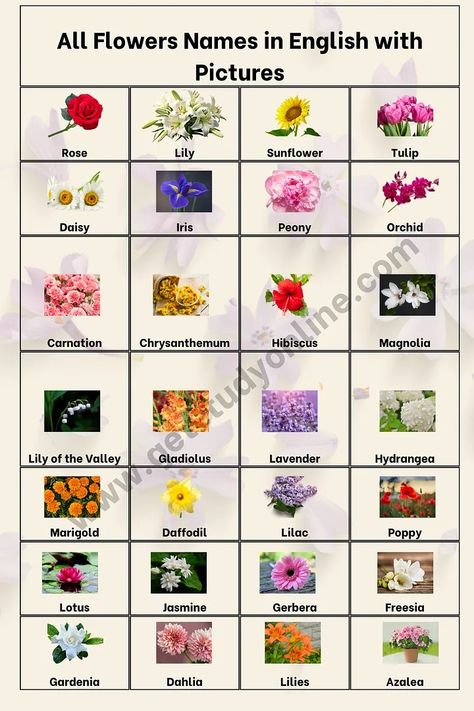 All Flowers Names in English with Pictures for Kids | by Jabed Hossain | Jul, 2024 | Medium All Flowers Name, Flowers Name In English, Flowers Name List, Halloween Quotes Funny, Rose Lily, Flower Names, Morning Flowers, Flowers Online, Different Flowers