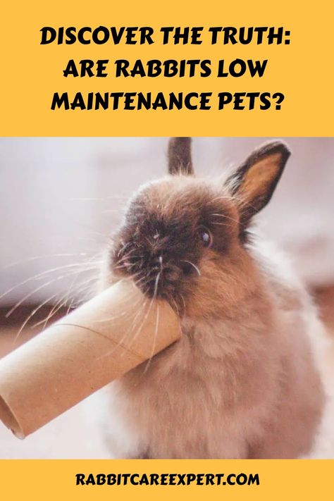 [object Object] Rabbit Facts, Rabbit Behavior, Low Maintenance Pets, Rabbit Breeds, Rabbit Care, Grooming Tips, Easy Diets, Grooming Routine, Rabbit Toys