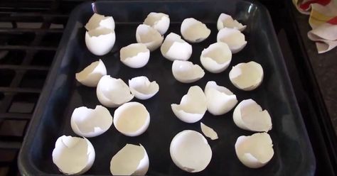 After Seeing Why She Always Bakes Her Eggshells In The Oven, I’m NEVER Throwing Them Out Again! Honey Pork, Just She, Baked Oatmeal, Baked Eggs, Boiled Eggs, Egg Shells, Fun To Be One, Fudge, Home Remedies