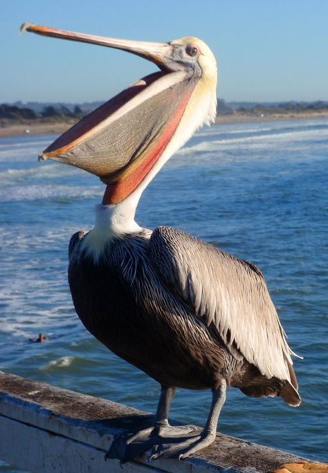 All sizes | *Pismo Pelican* | Flickr - Photo Sharing! Pelican Art, Coastal Birds, Pismo Beach, Shorebirds, Airbrush Art, Big Bird, Bird Pictures, Pretty Birds, Sea Birds