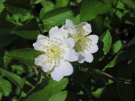 Multiflora Rose, Bear Flowers, Montana Landscape, Baby Rose, Landscape Ideas, Montana, Wild Flowers, Photo Gallery, Photo Galleries