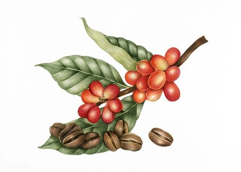 Illustration of coffee beans | premium image by rawpixel.com Coffee Brewing Methods, Mocha Coffee, Plant Vector, Coffee Plant, Coffee Illustration, Hand Images, About Coffee, Coffee Tasting, Coffee Type