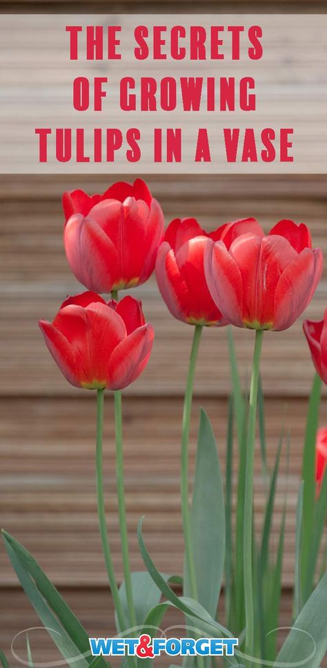 Tulip Care, Grow Tulips, Tulips In A Vase, Types Of Tulips, Growing Tulips, Planting Tulips, Save More Money, Tulip Bulbs, Tulips In Vase