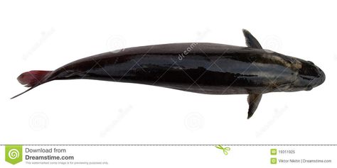 Silhouette Of A Fish In Water. Top View Stock Image - Image of fauna, animal: 19311925 Fish Top View, Water Top View, Fish In The Water, Fish In Water, Image Of Fish, River Fishing, Big Fish, Top View, In Water