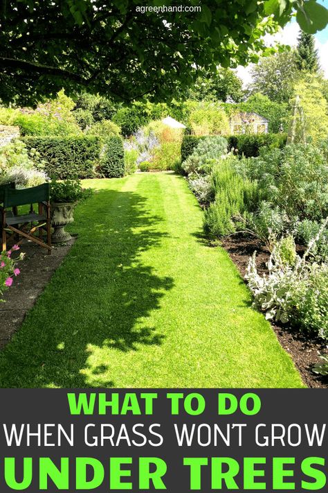 What To Do When Grass Won’t Grow Under Trees #agreenhand #grasses #lawncare Large Yard Landscaping, Best Grass Seed, Planting Grass, Growing Grass, Lawn Care Tips, Lawn Edging, Backyard Inspo, Grass Seed, Landscaping Tips