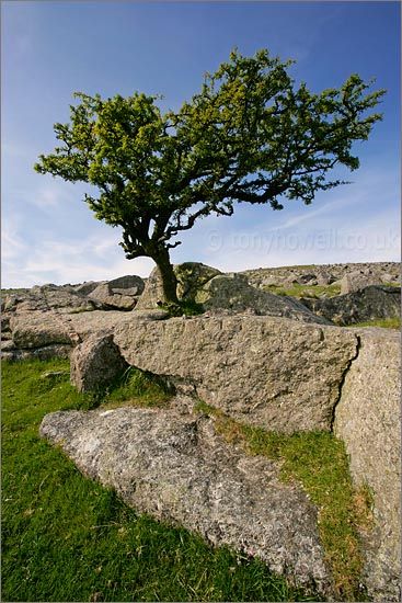 There is a tradition in Ireland that a single Hawthorn growing in the middle of a field is a faerie tree, as the Hawthorn was seen in Celtic mythology as a gateway to the otherworld. I know from the picture that it looks like two trees but its all from the one root. Irish faeries or 'Sidhe' in Irish, differ completely to the Hollywood vision of Leprechauns, they are not all small, dress in green and are cute with an Oirish accent. The Otherworld, Tree Pictures, Hawthorn Tree, Irish Eyes Are Smiling, Celtic Heritage, Into The West, Irish Roots, Irish Culture, Celtic Mythology