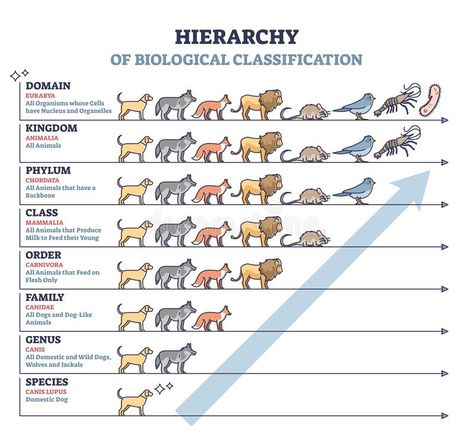 Classification of living things with biological hierarchy outline diagram. Classification of living things as biological hierarchy outline diagram. Labeled vector illustration Classification Of Living Organisms, Taxonomy Classification, Classification Of Organisms, Taxonomy Biology, Classification Of Living Things, Taxonomic Classification, Biology Diagrams, Diagram Illustration, Biology Projects