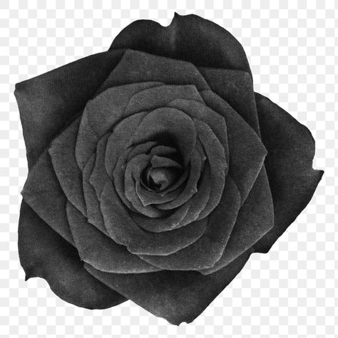 Black Rose Sticker, White Rose Png, Rose Flower Png, Texture Flowers, Sticker Transparent Background, Png Rose, Dark Purple Flowers, Black Rose Flower, Rose Png