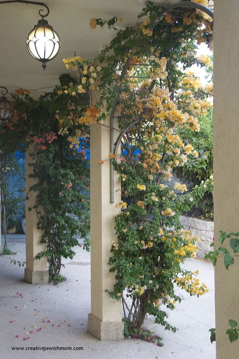 Bougainvillea-orange-petals-on-arches Bougainvillea Front Porch, Mediterranean Style Garden, Arches Garden, Bougainvillea Trellis, Front Door Styles, Entertainment Cabinet, Gardening Trends, Mediterranean Garden, Blue Door