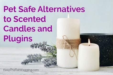 Making Scented Candles, Safe Ideas, Room Deodorizer, Candles Burning, Safe Candles, Yankee Candle Scents, Dog Candle, Are Essential Oils Safe, Pet Smell