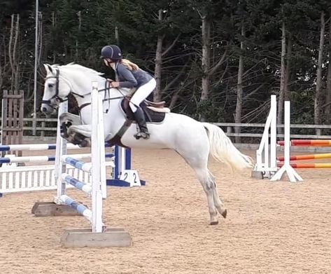 White Horse Showjumping, Grey Horse Jumping, White Horse Jumping, White Horse Aesthetic, Jump Standards, Belgian Warmblood, Horses Aesthetic, Show Jumper, Aesthetic Horse