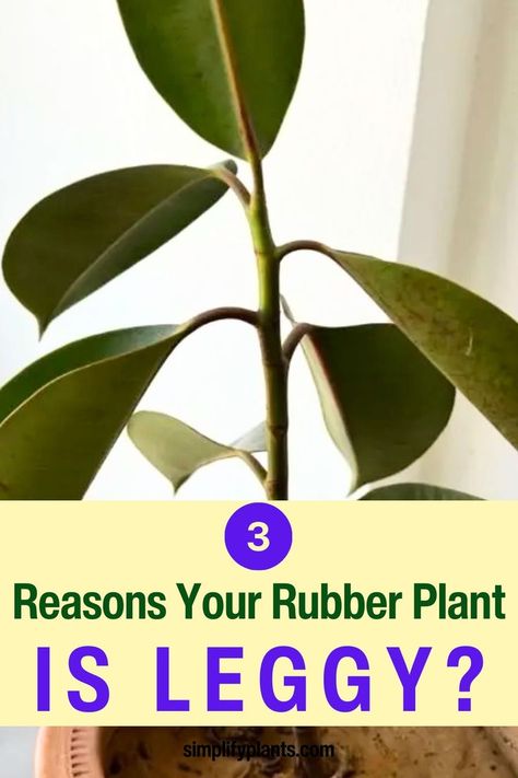 Trees To Plant - Plant Leaves - Indoor Trees - Rubber Tree Plant - Ficus Tree - Ficus Elastica - leggy rubber tree plant - Rubber plant care tips - 3 Reasons Your Rubber Plant Is Leggy - Rubber Plant Problems |
Rubber plant maintenance - 
Rubber plant leggy growth - 
Causes of leggy rubber plant - 
Rubber plant pruning tips - 
Rubber plant propagation - 
How to fix leggy rubber plant - 
Rubber plant light requirements - 
Rubber plant watering schedule - Houseplants Care Guide Rubber Plant Care, Rubber Tree Plant, Tall Indoor Plants, Plants Growing, Ficus Elastica, Plant Problems, Rubber Plant, Plant Growing, Growing Plants Indoors