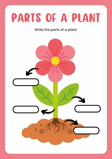 Parts Of Flower Worksheet, Plants Worksheets For Kids, Parts Of The Plants For Kids, Parts Of Plant Worksheet, Parts Of Plants Activities For Kids, Plant Parts Worksheet, Parts Of A Plant Craft, Parts Of A Plant Worksheet, Classification Of Plants