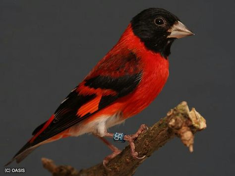 Red siskin Siskin, Finches Bird, Life Aquatic, Farm Art, Rare Birds, Endangered Animals, Exotic Birds, Bird Pictures, Pretty Birds