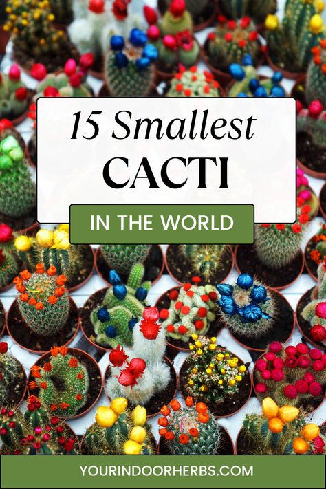 Tiny wonders of the desert world! 🌵✨ Delve into our adorable collection of the smallest cacti species. Perfect for compact spaces, terrariums, or just adding a pinch of desert charm to your decor. These miniature marvels are low-maintenance and big on style. Explore the tiniest treasures of the cacti family and let them prick your heart with their cuteness! 🌵❤️🏠 #MiniCactiLove #TinyDesertGems #CactiCollection Indoor Herbs, Small Cactus, Mini Cactus, Dish Garden, Tiny Plants, Herbs Indoors, Tiny Treasures, Small Apartment, The Desert