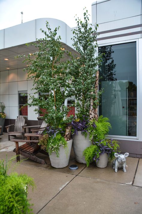 Birch trees in Containers at Wise Acres, in Minneapolis, MN - More images at Thinkingoutsidetheboxwood.com Birch Tree In Pot, Potted Birch Tree, Container Trees Outdoors Patio, Palace Pictures, Deck Plants, Front Driveway Ideas, Trees In Containers, Screening Ideas, Houseplant Decor