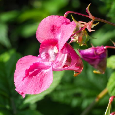 Himalayan balsam, Impatiens glandulifera by AngieC Himalayan Balsam, Beautiful Pink Flowers, Floral Pillows, Trinket Tray, Art Metal, Flower Petals, Acrylic Art, Himalayan, Floral Decor