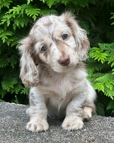 Head tilt game on point 😘 | Instagram Spotted Mini Dachshund, Mini Dash Hound, Spotted Dachshund, Dream Puppy, Daschund Puppies, Perro Shih Tzu, Mini Animals, Baby Dachshund, Head Tilt