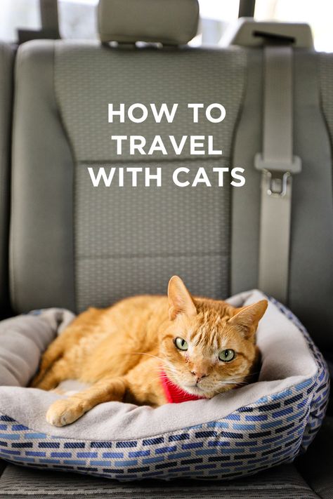 Traveling with Cats - How to Prep Your Cats for Life On the Road or Just a Long Road Trip // #localadventurer #cat #cats #traveltips #rvlife #rving Traveling With Cats, Life On The Road, Puppy Pads, Long Road Trip, Cat Care Tips, Kitten Care, Pet Friendly Hotels, Cat Travel, Pet Peeves