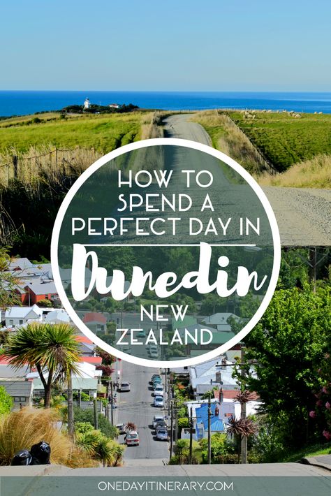 Dunedin New Zealand, New Zealand Itinerary, P&o Cruises, Australia Vacation, Visit New Zealand, New Zealand South Island, New Zealand Travel, South Island, Free Things To Do