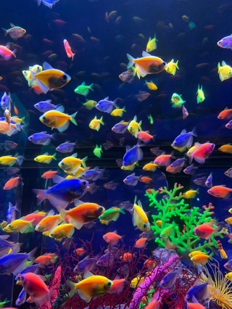 Social Media Specialist, Colourful Fish, Betta Fish Tank, Underwater Art, Digital Marketing Seo, Underwater Life, Media Specialist, Ocean Wallpaper, Ocean Vibes